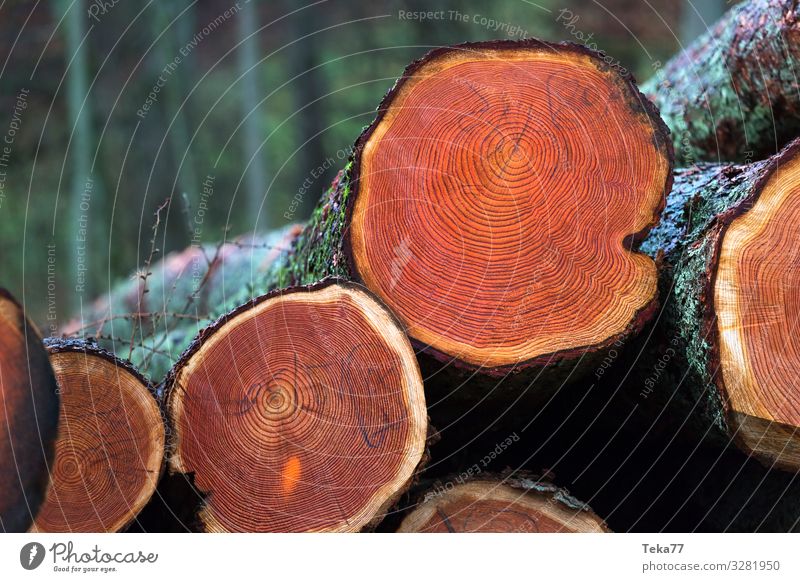 #Holzfällung Umwelt Natur Landschaft Pflanze Tier Baum Fell ästhetisch Holzfällen Holzbrett Farbfoto Außenaufnahme