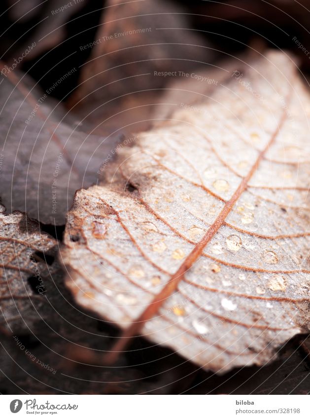 Blattwerk Tier Herbst Tropfen ästhetisch braun schwarz Waldboden Wassertropfen Natur Vergänglichkeit Trauer Farbfoto Außenaufnahme abstrakt Muster