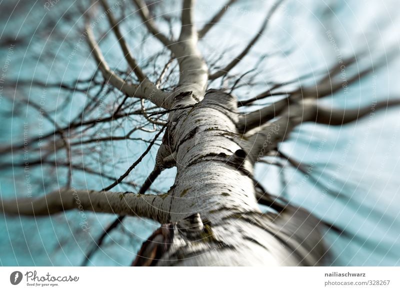 Birke Umwelt Natur Pflanze Luft Baum Ast Zweige u. Äste Park Wald Wachstum einfach schön kalt natürlich positiv wild Freude Frühlingsgefühle Kraft Hoffnung