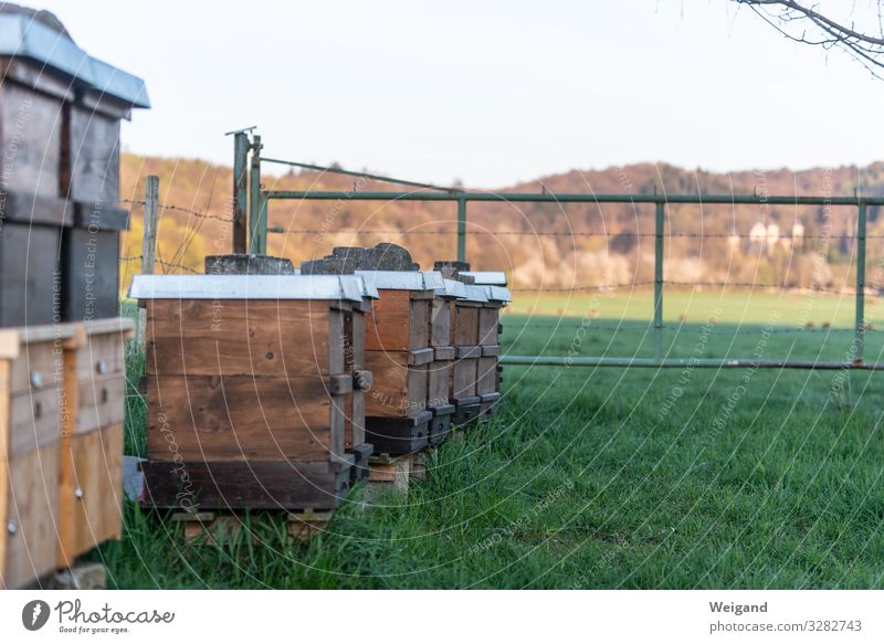 Bienen Bioprodukte Wiese Feld Nutztier grün Erfolg Kraft Honig Honigbiene Imkerei bienenkasten Farbfoto Außenaufnahme Textfreiraum rechts Schwache Tiefenschärfe