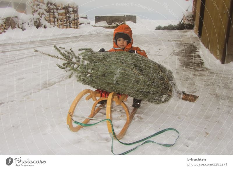 Kind mit Weihnachtsbaum auf einem Schlitten Freude harmonisch Freizeit & Hobby Winter Schnee Weihnachten & Advent Kleinkind Gesicht 1 Mensch Baum Mantel Mütze