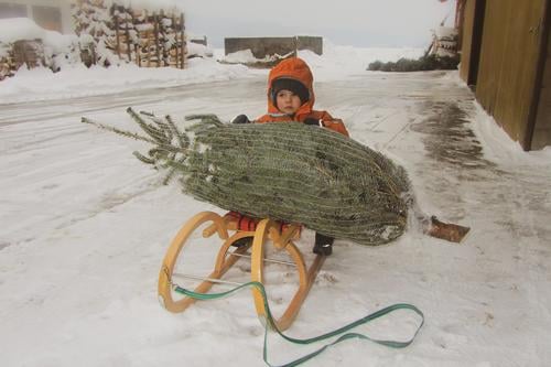 Kind mit Weihnachtsbaum auf einem Schlitten Freude harmonisch Freizeit & Hobby Winter Schnee Weihnachten & Advent Kleinkind Gesicht 1 Mensch Baum Mantel Mütze