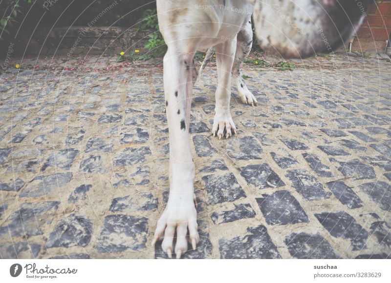 schnuppern wollen Hund groß Dogge Hundeschnauze Beine Pfote Haustier Tierliebe Kopfsteinpflaster Detailaufnahme Bildausschnitt Bewegung seltsam außergewöhnlich