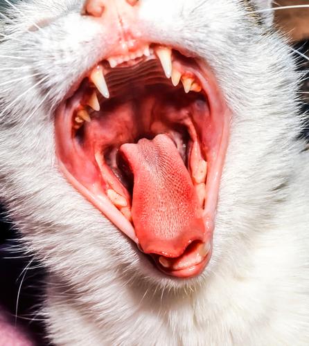 junge Katze mit offenem Maul zu Hause Wohnung Sofa Wohnzimmer Mann Erwachsene Mund Zähne Tier Pelzmantel Oberlippenbart Haustier beobachten Lächeln niedlich
