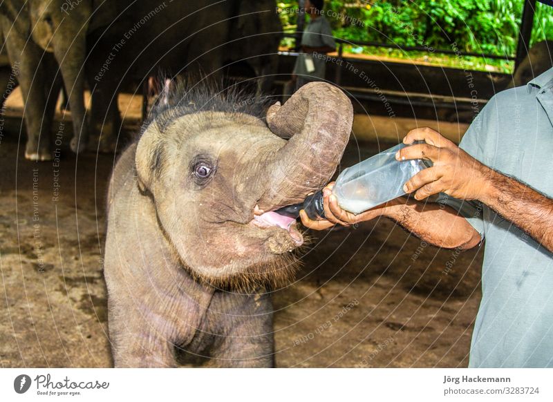 Sri Lanka Gemüse Flasche schön Leben Ferien & Urlaub & Reisen Abenteuer Sommer Baby Mund Hand Zoo Natur Tier Liebe niedlich braun Appetit & Hunger