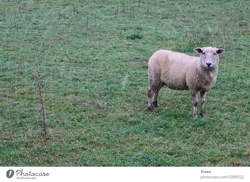 Schaf steht und guckt. Umwelt Natur Landschaft Herbst Winter Wiese Weide Tier Nutztier beobachten Denken Freundlichkeit natürlich Neugier niedlich Tierliebe