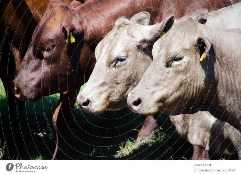 flotter Dreier Landwirtschaft Viehweide Müritz Nutztier Kuh 3 Tier Schilder & Markierungen authentisch Gesundheit braun Gefühle Vertrauen Zusammensein
