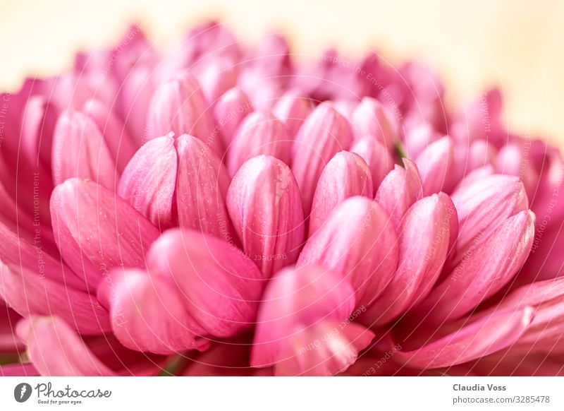 Chrysantheme rosa Natur Pflanze Blüte Chrysabtheme Stimmung Glück Frühlingsgefühle Sicherheit Schutz Geborgenheit Sympathie Freundschaft Leben Blütenkelch