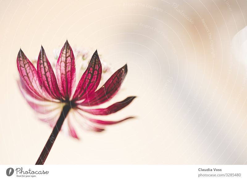 astranta major- Sternendolde Natur Pflanze Blume Blüte Doldenblüte ästhetisch außergewöhnlich fantastisch Glück hell natürlich Neugier Gefühle Stimmung