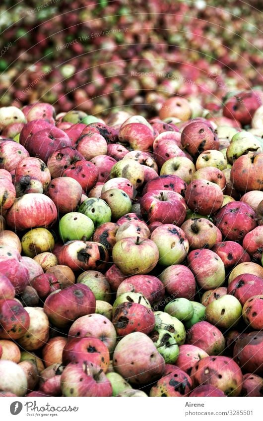 Esst mehr Obst! Frucht Apfel Bioprodukte Vegetarische Ernährung Diät Duft viele grün rot gefleckt natürlich Ernte Apfelernte Weinpresse Haufen saftig