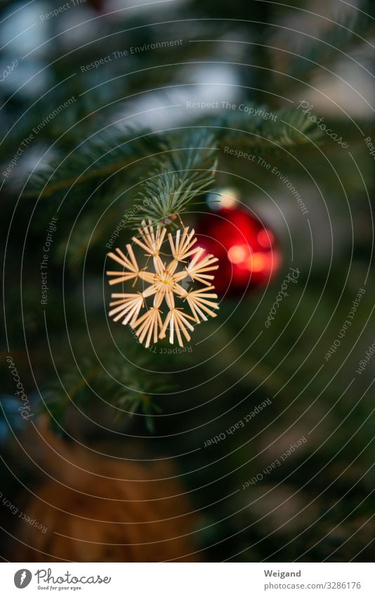 Christbaum Weihnachten & Advent Zeichen lachen leuchten Menschlichkeit Solidarität trösten dankbar Nostalgie Weihnachtsbaum strohstern Stroh Farbfoto