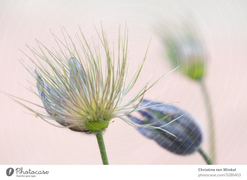 verblühte Kuhschelle/Pulsatilla vulgaris  vor neutralem Hintergrund Pflanze Blume Blüte Frühlingsblume ästhetisch außergewöhnlich Duft fantastisch