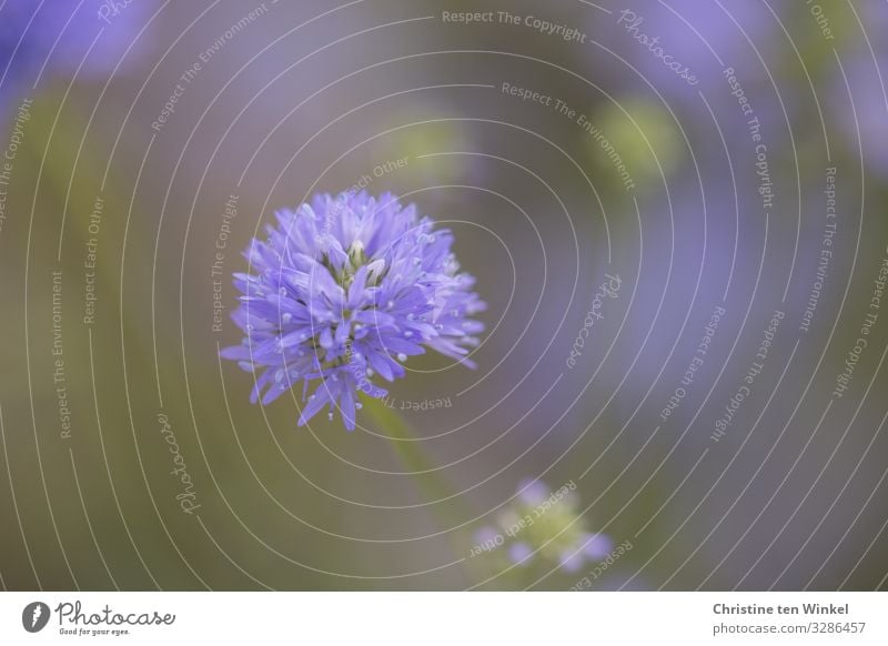 blau-violette Blüte vor unscharfem Hintergrund Umwelt Natur Pflanze Wildpflanze Kornblume ästhetisch außergewöhnlich Duft einfach fantastisch Fröhlichkeit schön