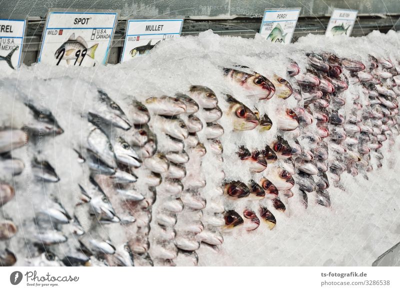 Letzte Ruhe für Fische Lebensmittel Meeresfrüchte Speisefisch Ernährung Handel Gastronomie Fischgeschäft Umwelt Natur USA Markthalle Tier Nutztier Tiergruppe