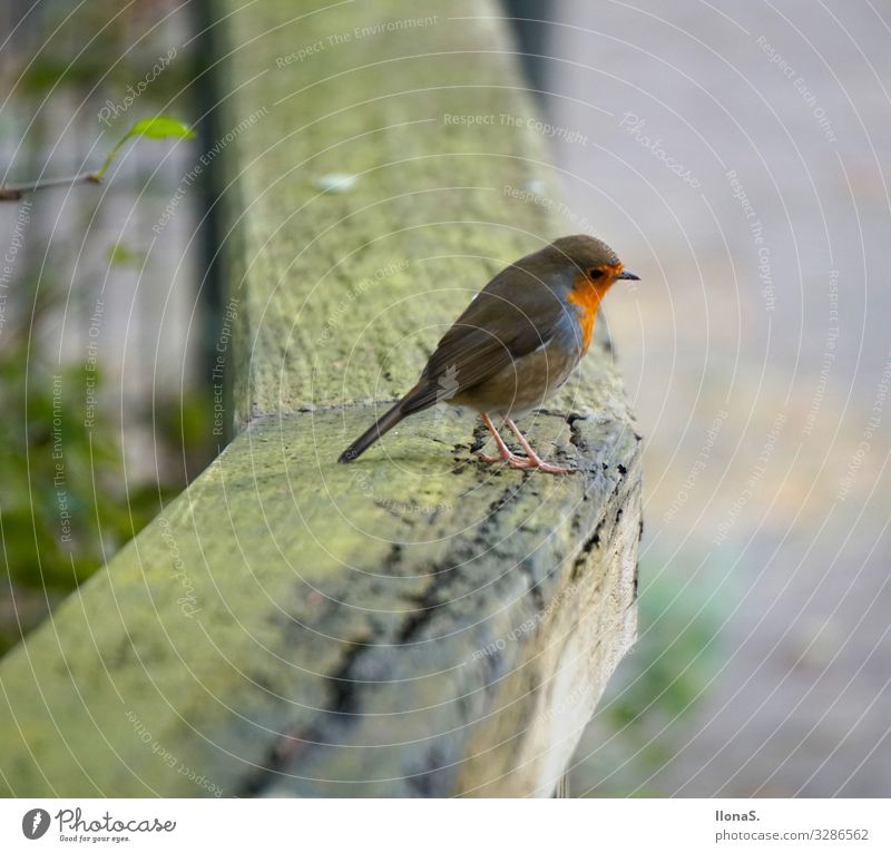 Rotkelchen Tier Vogel 1 Holz fliegen füttern niedlich rot Farbfoto Außenaufnahme Schwache Tiefenschärfe Tierporträt