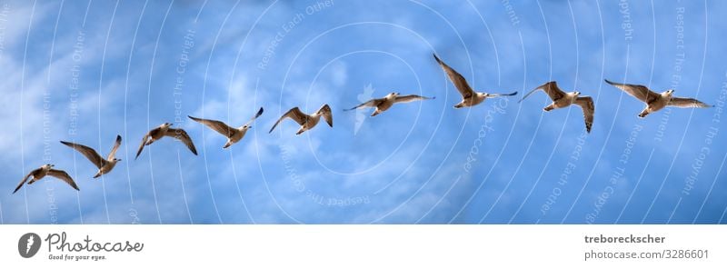 Vogelflugstudie einer Seemöwe elegant schön Freiheit Meer Natur Tier Luft Himmel Wolken Küste Wildtier Flügel Tiergruppe fliegen frei Geschwindigkeit wild blau