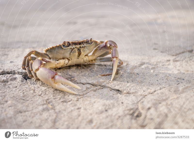 Posing lake crab Leben Ferien & Urlaub & Reisen Ferne Sommer Natur Sand See Tier Tiergesicht Krebstier 1 gelb Fernweh wildlife Hintergrundbild small stone