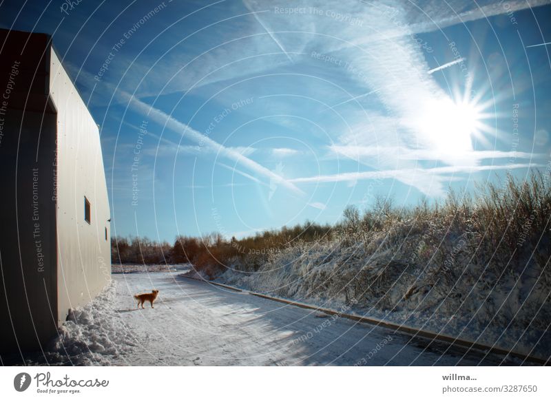 Sonnige Winterlandschaft mit Hund und Hauswand Landschaft Himmel Sonne Schönes Wetter Schnee Gebäude Wand kalt Winterwetter Kondensstreifen Sonnenstrahlen