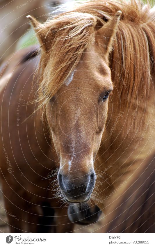 Pferdeportrait Reiten Reitsport Natur Luft Sonnenlicht Sommer Schönes Wetter Wind Weide Dänemark Jütland Tier Haustier Nutztier Tiergesicht Pony Island Ponys