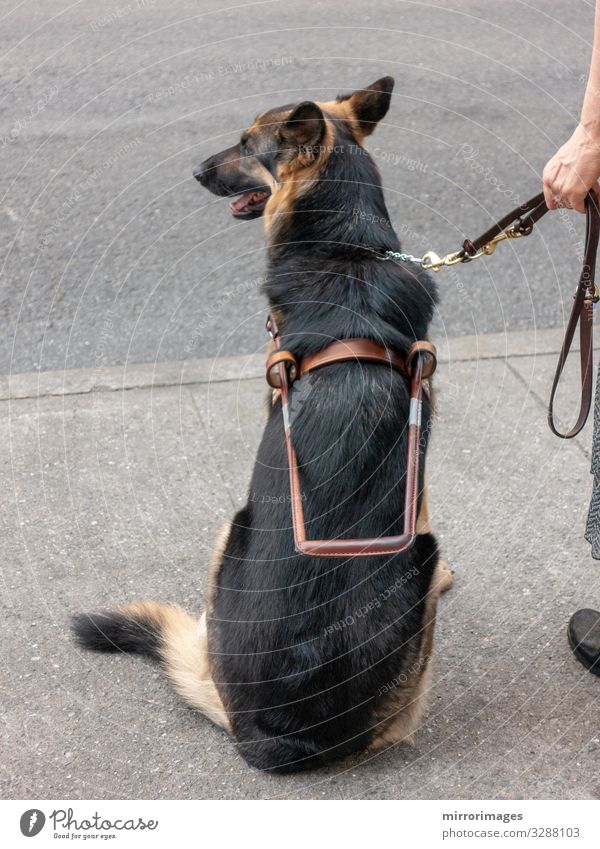 Blindenhund mit wartendem Besitzer sitzend auf der gegenüberliegenden Straßenseite Fußgänger Straßenkreuzung Tier Haustier Hund 1 authentisch Kraft seriös