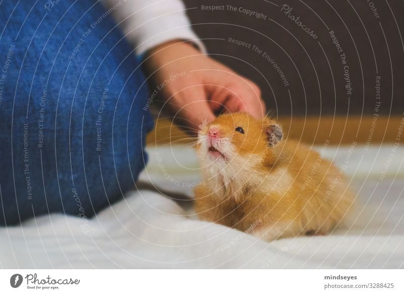Einen Hamster hinter den Ohren kraulen Freizeit & Hobby Wohnung Arme Beine 1 Mensch Jeanshose Haustier Tier berühren festhalten hocken Kommunizieren