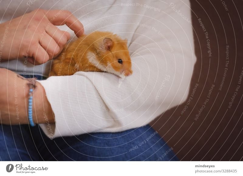 Einen Hamster in den Arm nehmen Freizeit & Hobby Wohnung Arme Hand 1 Mensch Jeanshose Armband Haustier Tier beobachten berühren festhalten Spielen tragen