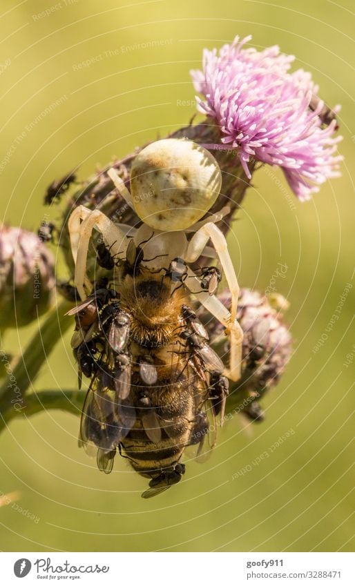 Lauf der Natur Spinne Makroaufnahme Tier Nahaufnahme Insekt Detailaufnahme Farbfoto Tierporträt Außenaufnahme Fressen Pflanze Garten mehrfarbig Biene gefangen