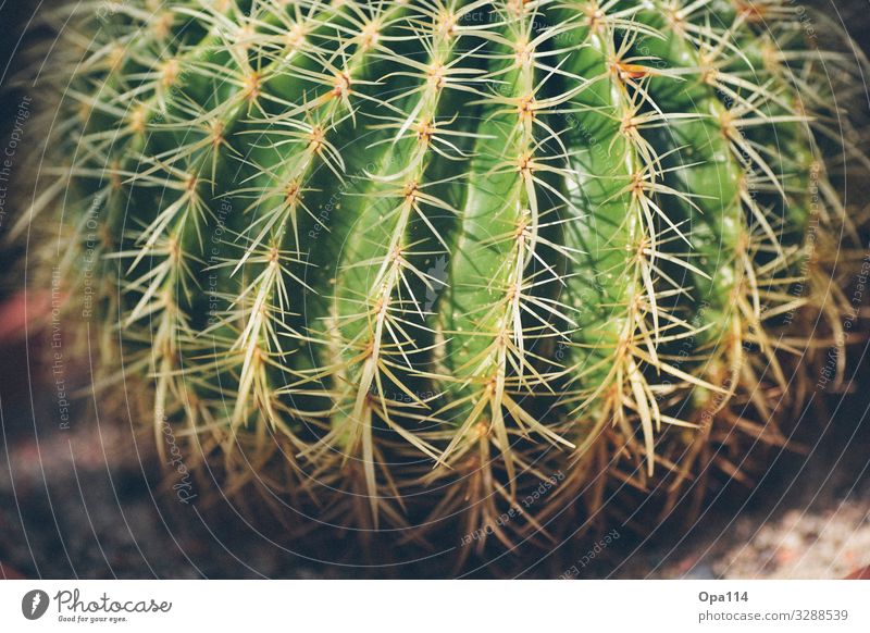 Mein kleiner grüner Kaktus Sommer Pflanze Grünpflanze Spitze stachelig braun Farbfoto Außenaufnahme Nahaufnahme Detailaufnahme Makroaufnahme Menschenleer