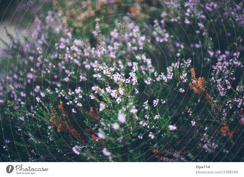 Besenheide Umwelt Natur Pflanze Tier Sommer Grünpflanze Nordsee Insel Blühend verblüht grün violett rosa "Sylt Heidekraut" Farbfoto Außenaufnahme Nahaufnahme