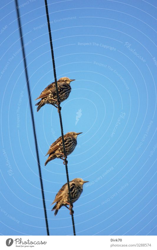 Die Vögel Umwelt Natur Tier Himmel Wolkenloser Himmel Sonne Sommer Schönes Wetter Wärme Bretagne Frankreich Wildtier Vogel Star Singvögel 3 Tiergruppe Schwarm