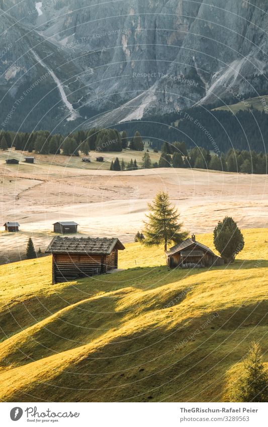 Alpe di Suisi - Seiser-Alm Natur grün Morgen Stimmung Hügel Hütte Italien Dolomiten Seiser Alm Baum traumhaft Wald Berge u. Gebirge Alpen Farbfoto Außenaufnahme