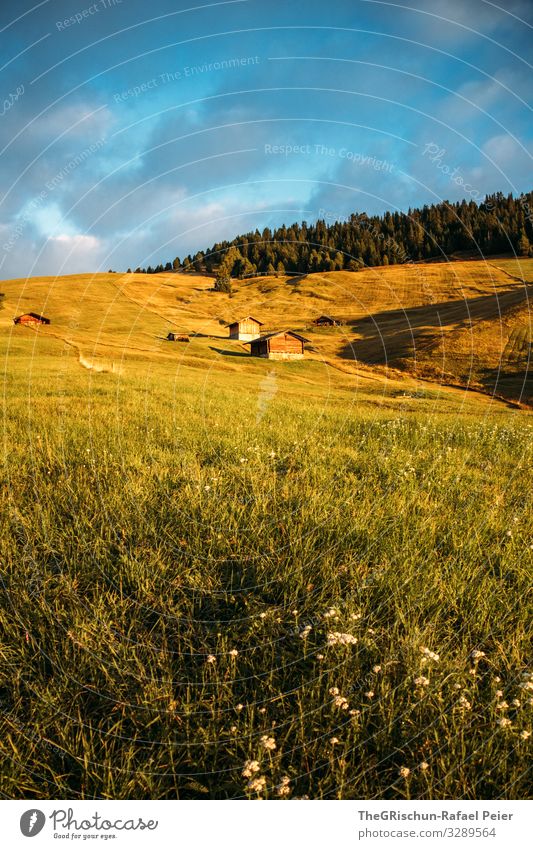 Alpe di Suisi - Seiser-Alm Natur gelb gold grün Morgen Sonne Schatten Licht Wald Wolken Hütte Seiser Alm Dolomiten Italien Farbfoto Außenaufnahme Menschenleer