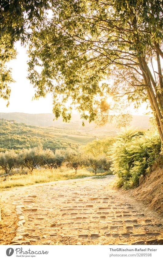 Kroatien Natur Landschaft gelb gold Sonnenuntergang Wege & Pfade Olivenbaum Treppe Reisefotografie Stimmung Baum Hügel Farbfoto Außenaufnahme Menschenleer