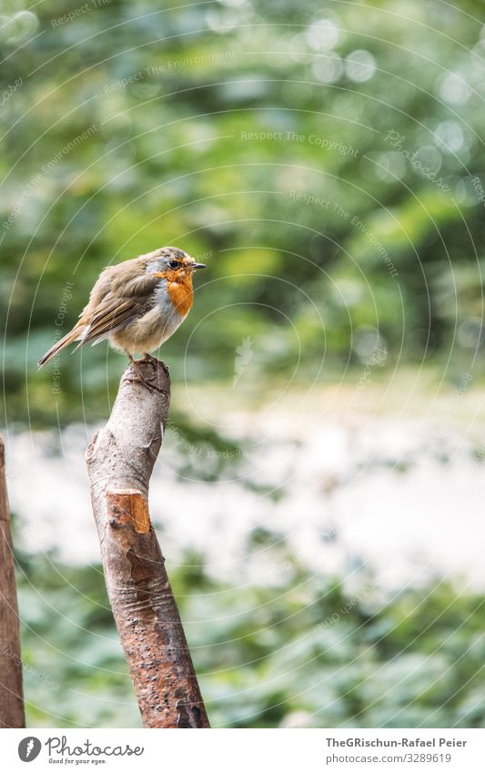 Vogel mit oranger Brust auf einem Ast Zweig Natur Tier