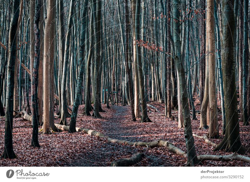 Buchenwald auf Rügen Ferien & Urlaub & Reisen Tourismus Ausflug Abenteuer Ferne Freiheit wandern Umwelt Natur Landschaft Pflanze Winter Schönes Wetter Baum Wald