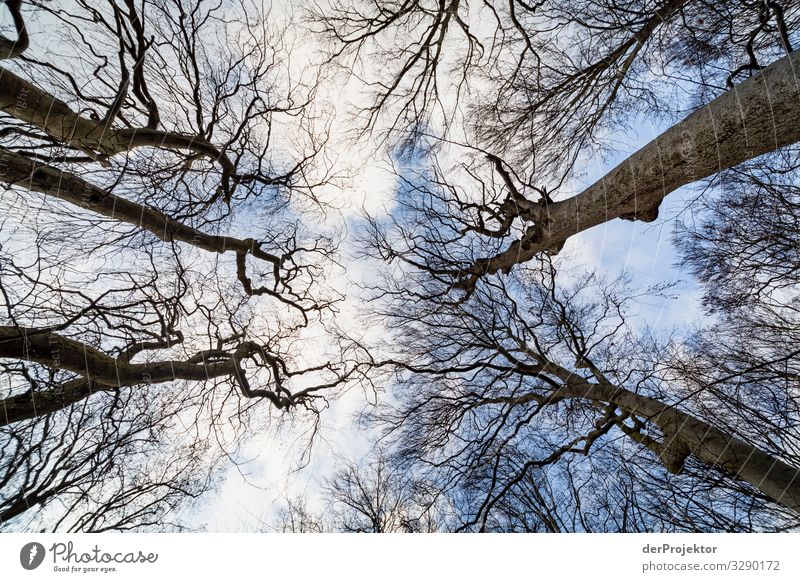 Blick in den winterlichen Himmel mit Bäumen auf Rügen I Panorama (Aussicht) Zentralperspektive Schwache Tiefenschärfe Kontrast Textfreiraum Mitte Tag Licht