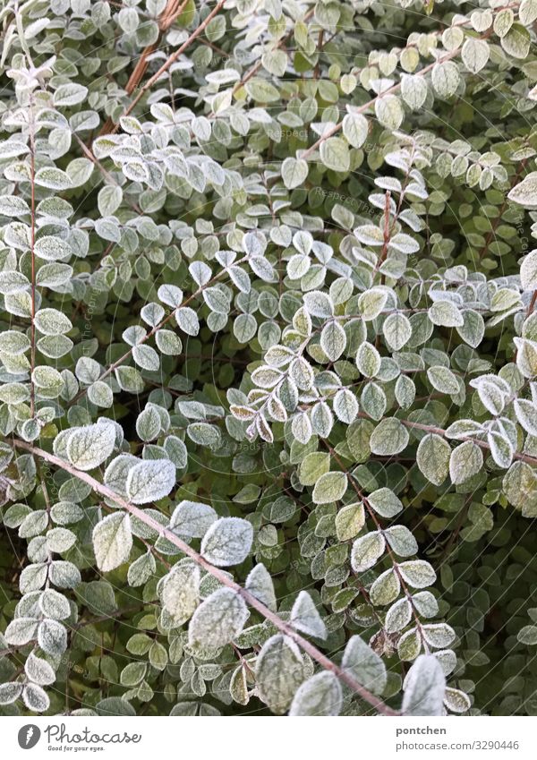 Gefrorene Blätter eines Busches im Winter. Kälte Umwelt Natur grün Frost Sträucher Blatt Farbfoto Gedeckte Farben Nahaufnahme