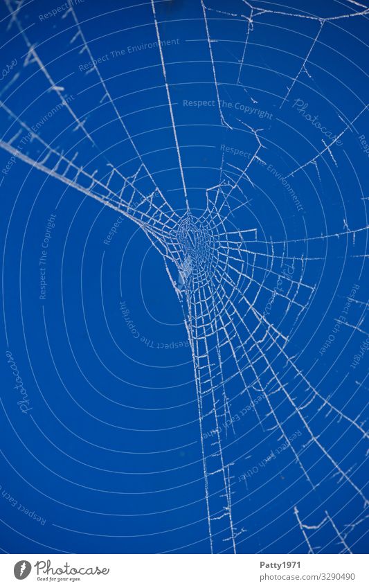 Frosty Spiderweb Natur Eis Spinnennetz blau weiß Netzwerk Stabilität Farbfoto Nahaufnahme Detailaufnahme Makroaufnahme Textfreiraum links Textfreiraum unten