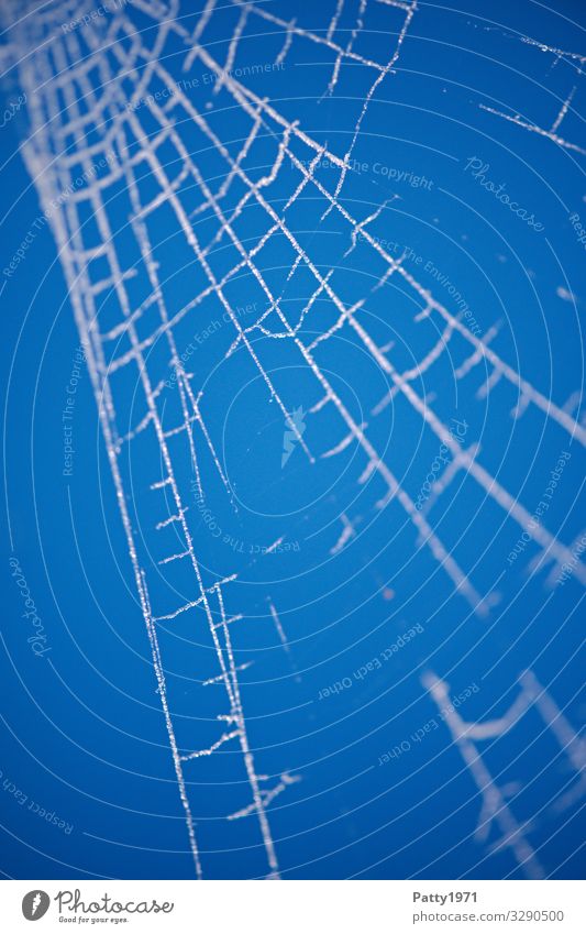 Frosty Spiderweb Natur Eis Spinnennetz blau weiß Netzwerk Stabilität Farbfoto Nahaufnahme Detailaufnahme Makroaufnahme Menschenleer Textfreiraum links
