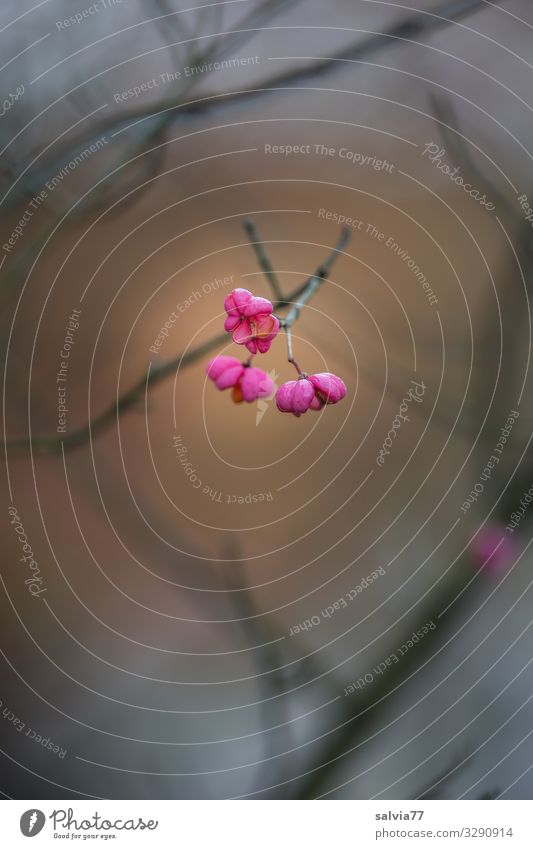 Pfaffenhütchen Frucht Spindelstrauch Pflanze Natur Herbst rosa Sträucher Schwache Tiefenschärfe Zweige u. Äste kahl leuchten Außenaufnahme Menschenleer
