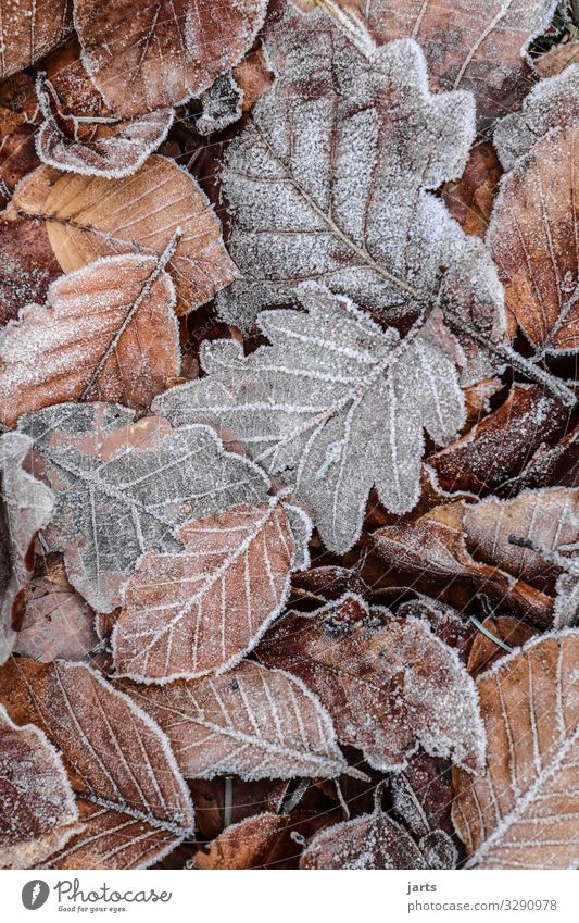 winterlaub Pflanze Herbst Winter Eis Frost Blatt Wald liegen kalt natürlich braun grau Natur gefroren Farbfoto Gedeckte Farben Außenaufnahme Nahaufnahme