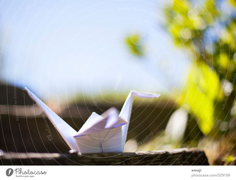in freier Wildbahn Umwelt Natur Pflanze Tier Frühling natürlich Origami Kranich Farbfoto Außenaufnahme Nahaufnahme Menschenleer Tag Schwache Tiefenschärfe