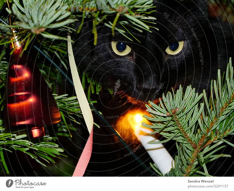 Sirius im Tannenbaum Winter Baum Zufriedenheit Vorfreude Vertrauen Geborgenheit Weihnachten & Advent Weihnachtsbaum Katze kulleräugig Farbfoto Innenaufnahme