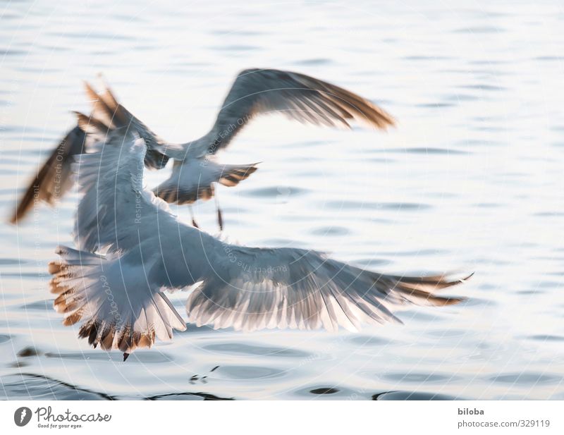Wasservögel Tier Wellen Nordsee Möwe 2 Flügel fliegen blau grau auf und davon Menschenleer Tag Sonnenlicht Bewegungsunschärfe Vogelperspektive Tierporträt