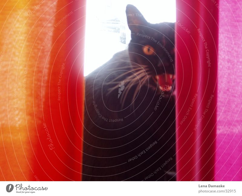 Wild Cat Katze Licht Vorhang fauchen Hauskatze Versteck