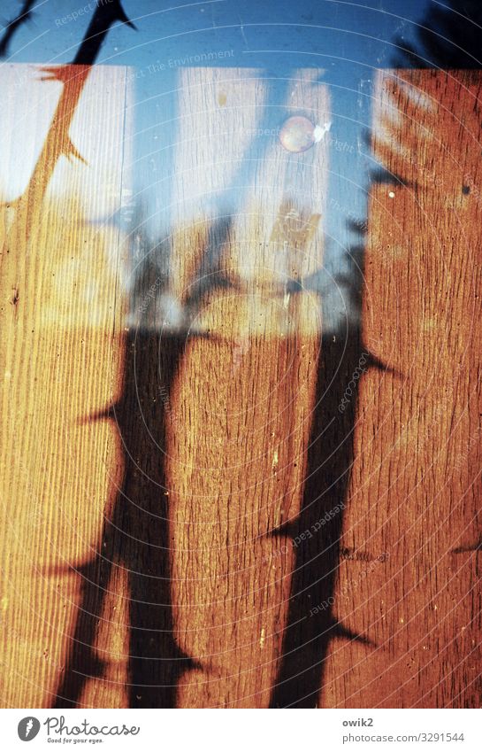 Stacheldraht Rosengewächse Dorn Schwarzes Brett Holz Glas Spitze stachelig Farbfoto Außenaufnahme Nahaufnahme Detailaufnahme Menschenleer Licht Schatten