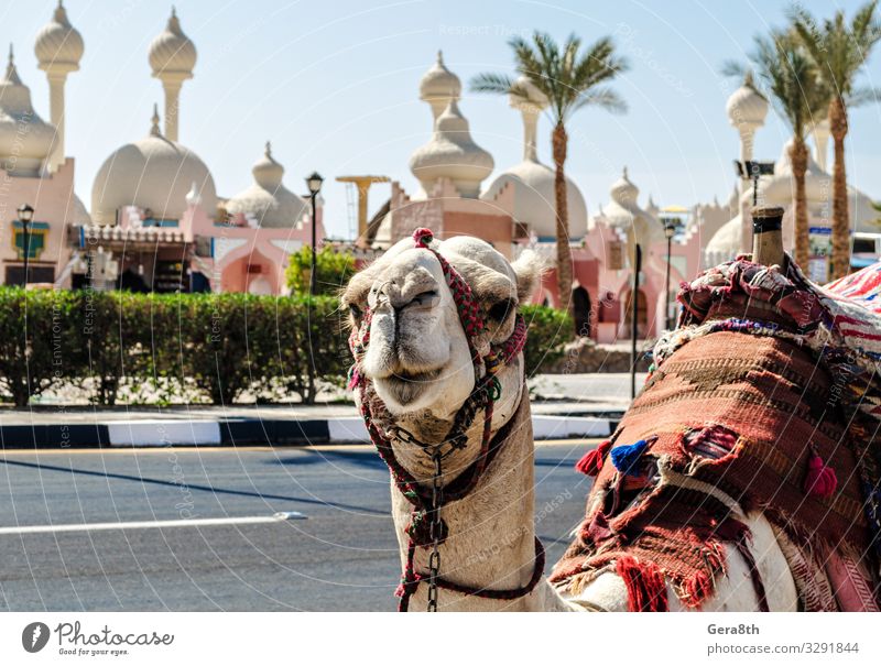Ein reitendes Kamel in einer hellen Decke auf der sonnigen Straße Ägyptens exotisch Ferien & Urlaub & Reisen Tourismus Entertainment Tier Oase Architektur