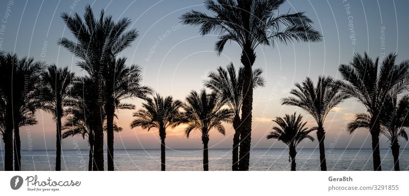 Palmensilhouette und das Rote Meer in Ägypten Erholung Ferien & Urlaub & Reisen Sommer Sonne Strand Wellen Finger Natur Landschaft Pflanze Wolken Klima Baum