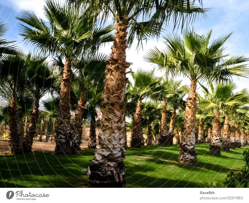 Palmenallee und grün geschnittener Rasen Ägypten Sharm El Sheikh Ferien & Urlaub & Reisen Sonne Himmel Baum Gras Blatt Park Straße Süd-Sinai Gasse Hintergrund