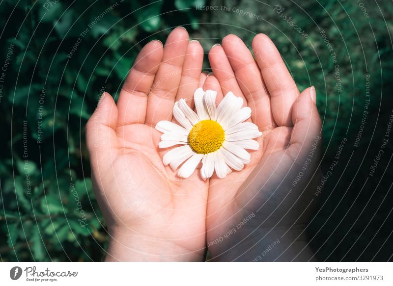 Gänseblümchen in der Hand gehalten. Weiße Blume. Die Natur schützen Kräuter & Gewürze Gesundheitswesen Wellness Sommer Umwelt Pflanze Sonnenlicht Schönes Wetter